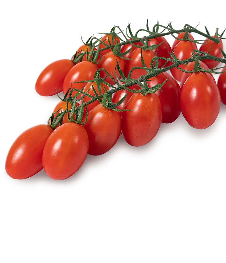 プラム型ミニトマト